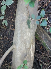 Eugenia uruguayensis