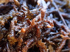 Scorpidium scorpioides