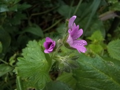 Geranium molle