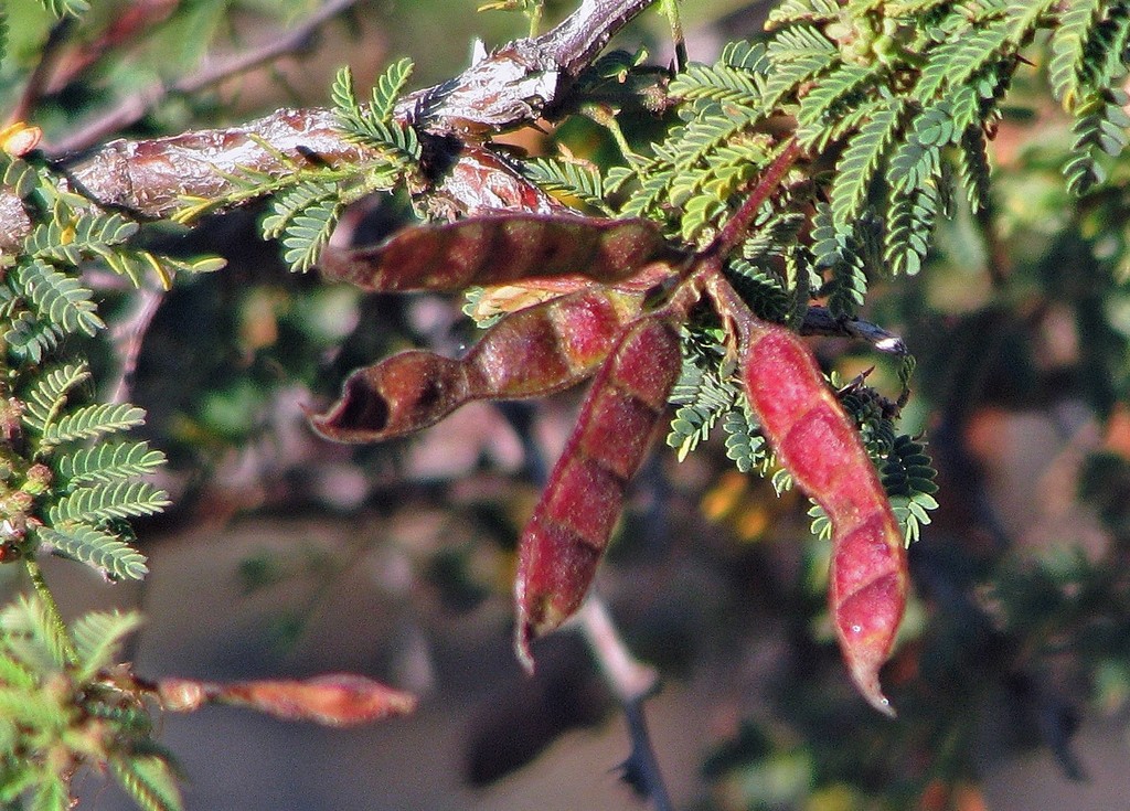 Mimosa farinosa; photograph Hugo Hulsberg, CC0, iNaturalist via GBIF