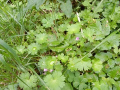 Geranium molle