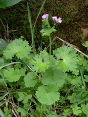 Geranium molle