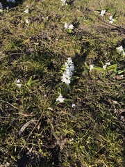 Scilla mischtschenkoana