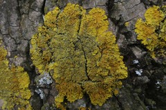 Xanthoria calcicola