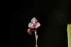 Stelis ophioglossoides