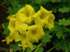 Oxalis pes-caprae