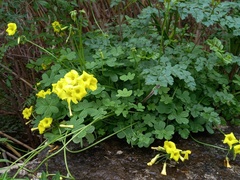 Oxalis pes-caprae