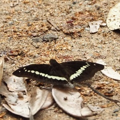 Bassarona teuta