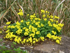 Oxalis pes-caprae