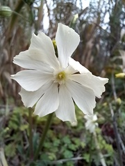 Silene latifolia