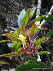 Columnea sulfurea