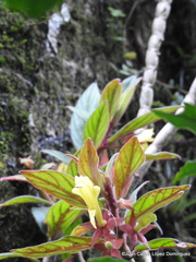 Columnea sulfurea