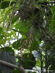 Tillandsia filifolia