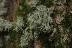 Ramalina farinacea
