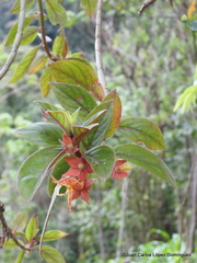 Columnea schiedeana