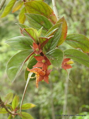 Columnea schiedeana