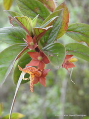 Columnea schiedeana