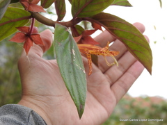 Columnea schiedeana
