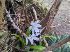 Scilla mischtschenkoana