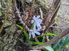 Scilla mischtschenkoana