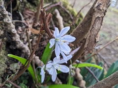 Scilla mischtschenkoana