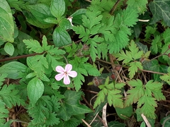 Geranium robertianum