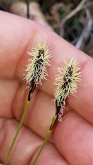 Carex montana