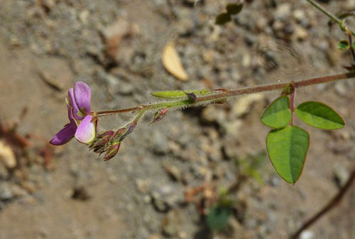 Desmodium ospriostreblum image