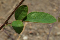 Desmodium ospriostreblum image