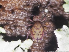 Ptenothrix marmorata