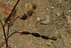 Desmodium ospriostreblum image