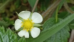 Fragaria vesca vesca
