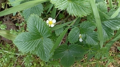 Fragaria vesca vesca