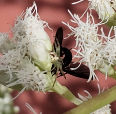 Misumenops