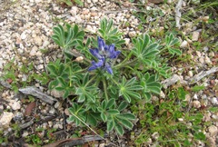 Lupinus micranthus