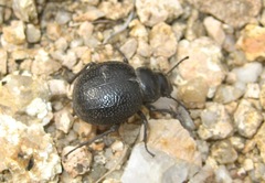 Pimelia payraudi