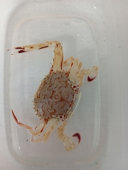 Achelous spinicarpus