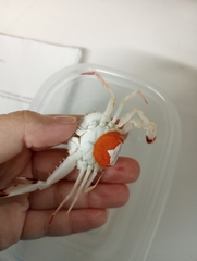 Achelous spinicarpus