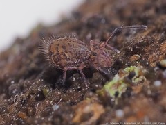 Ptenothrix marmorata
