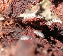 Haplophthalmus danicus