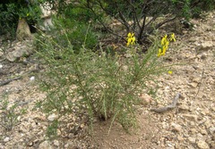 Genista corsica