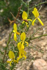 Genista corsica