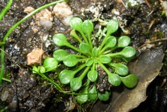 Bellium bellidioides