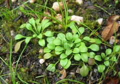 Bellium bellidioides
