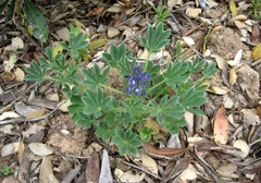Lupinus micranthus