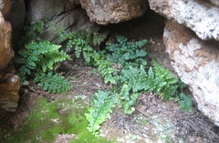 Asplenium obovatum