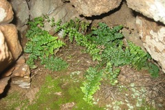Asplenium obovatum