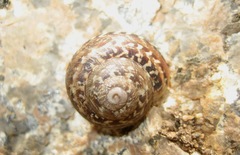 Marmorana serpentina