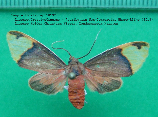 Scaptius cerdai