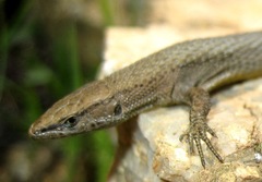 Algyroides fitzingeri